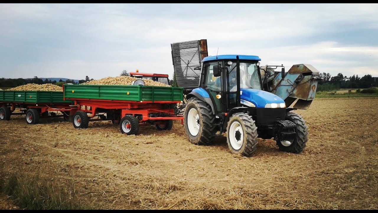 Wykopki ziemniaków 2019 | Ursus| New Holland| Anna|