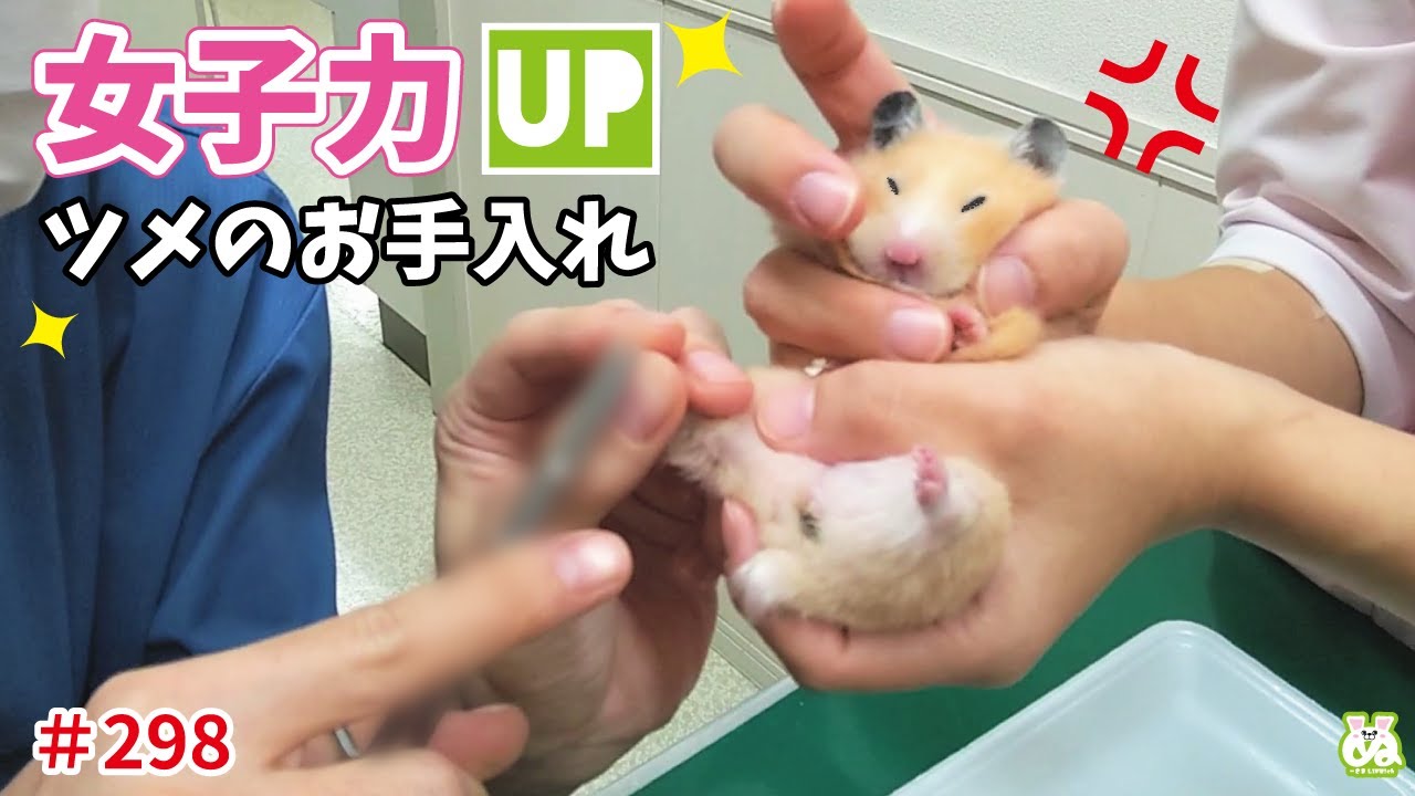 もふもふ暴れるハムスターVS暴れない様に落ち着かせる飼い主！