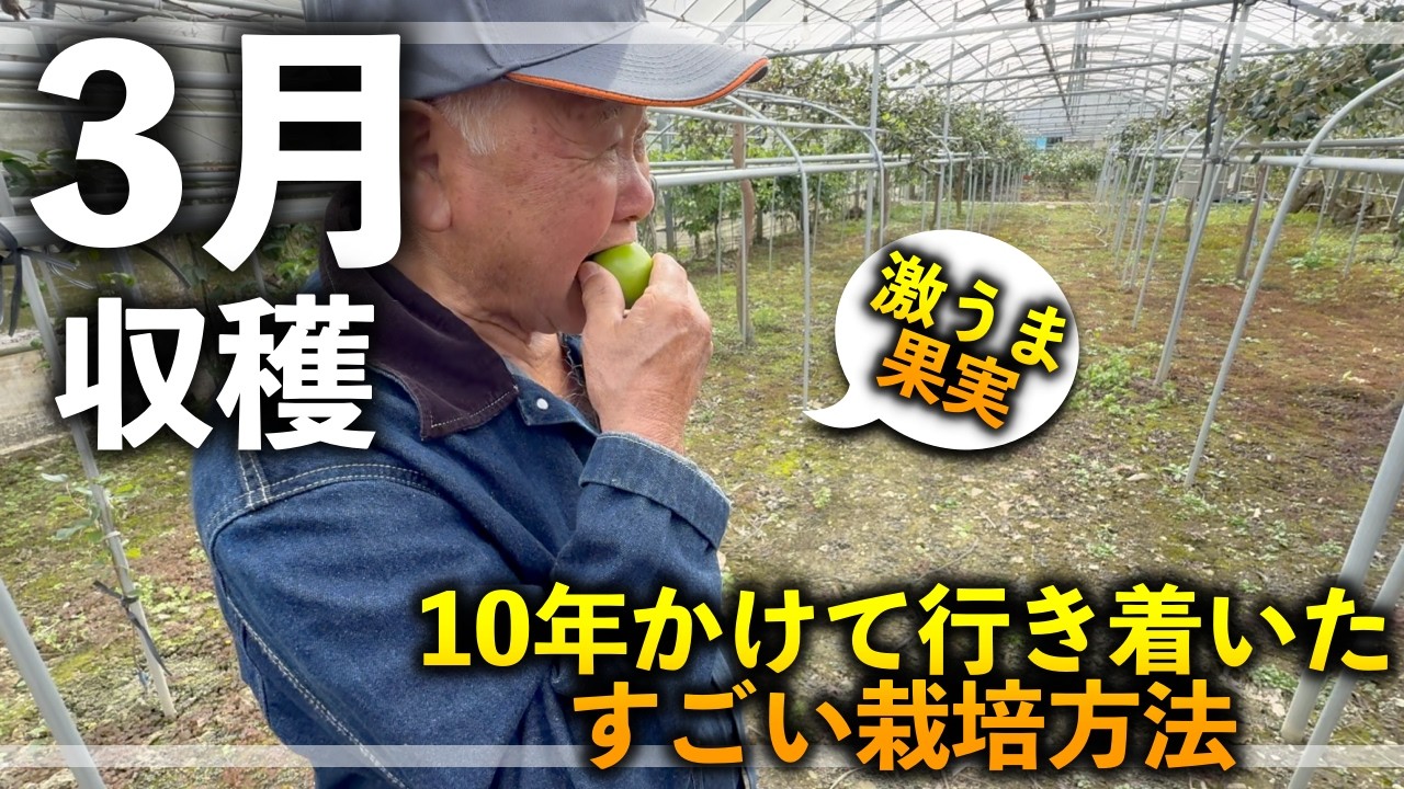 【台湾から日本へ】これから日本中でバズる果樹はこれだ！【後半動画です！】