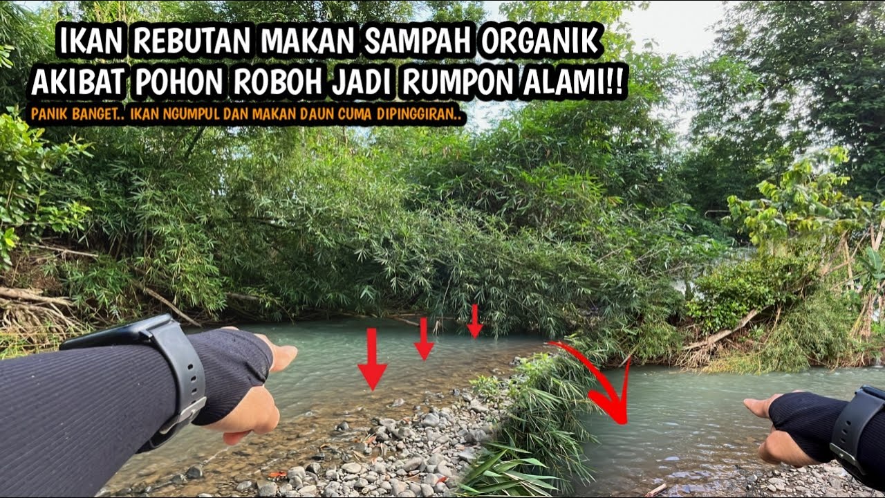 IKAN MUBAL DAN KELIATAN MAKAN SAMPAH ORGANIK!! Mancing wader teknik kumbul umpan rasbora jasuke x