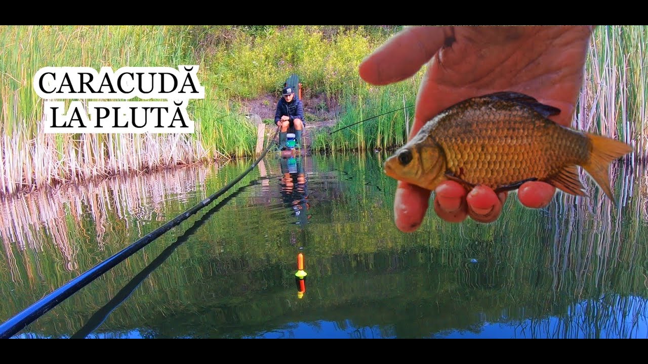 CARAS ȘI CARACUDĂ LA PLUTĂ pe Baltă Sălbatică la p&acirc;ine.