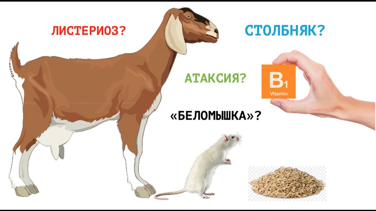 СУДОРОГИ У КОЗЫ / ЧТО ЗА БОЛЕЗНЬ?
