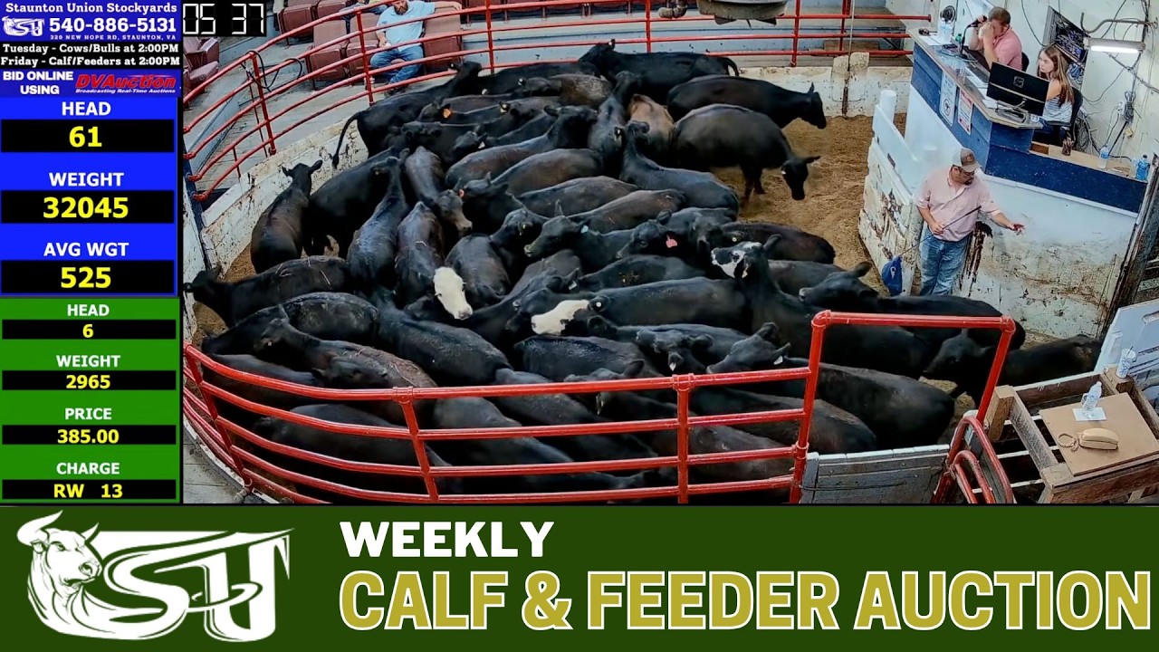 STAUNTON UNION STOCKYARD | Weekly All-Class Cattle Auction #FeederCattle #virginiaag  7/17/2026
