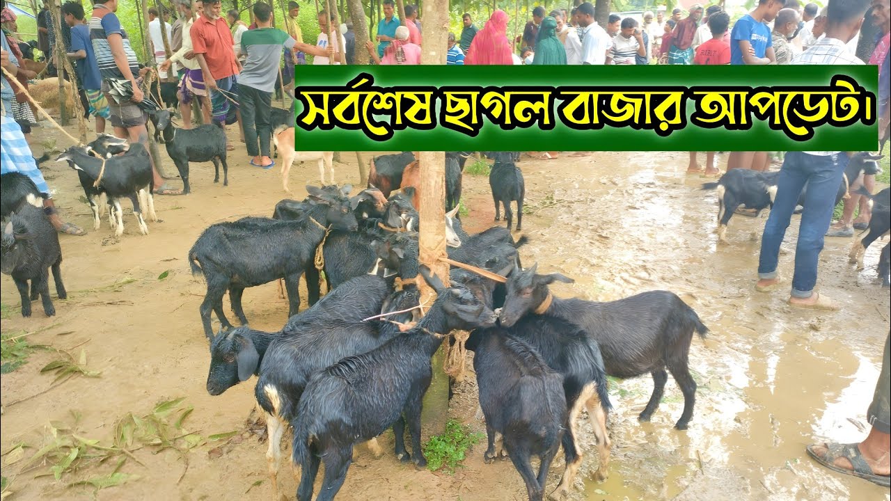 কাইতলা ছাগলের হাট ৩১ শে আগস্ট | খাসি, মা ছাগল ও বাচ্চা ছাগলের দরদাম 2025।