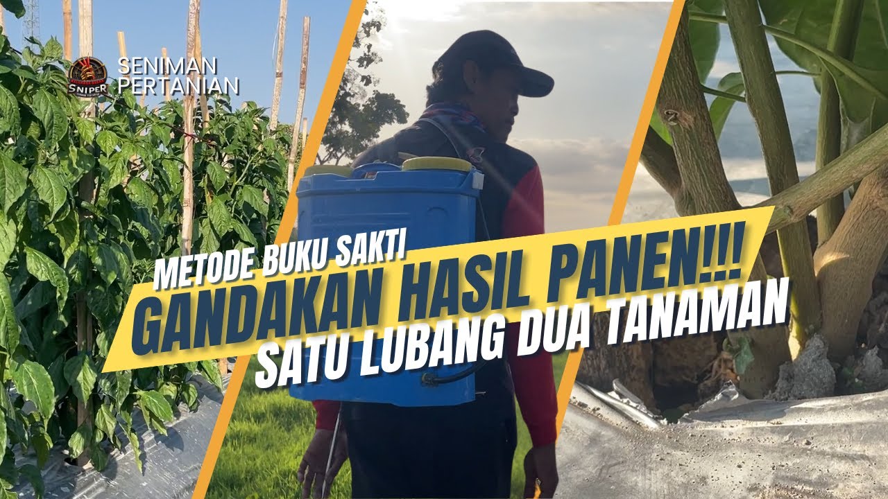 GUNAKAN TRIK INI AGAR TONASE MENINGKAT, POPULASI GANDA, 1 LUBANG 2 TANAMAN‼️