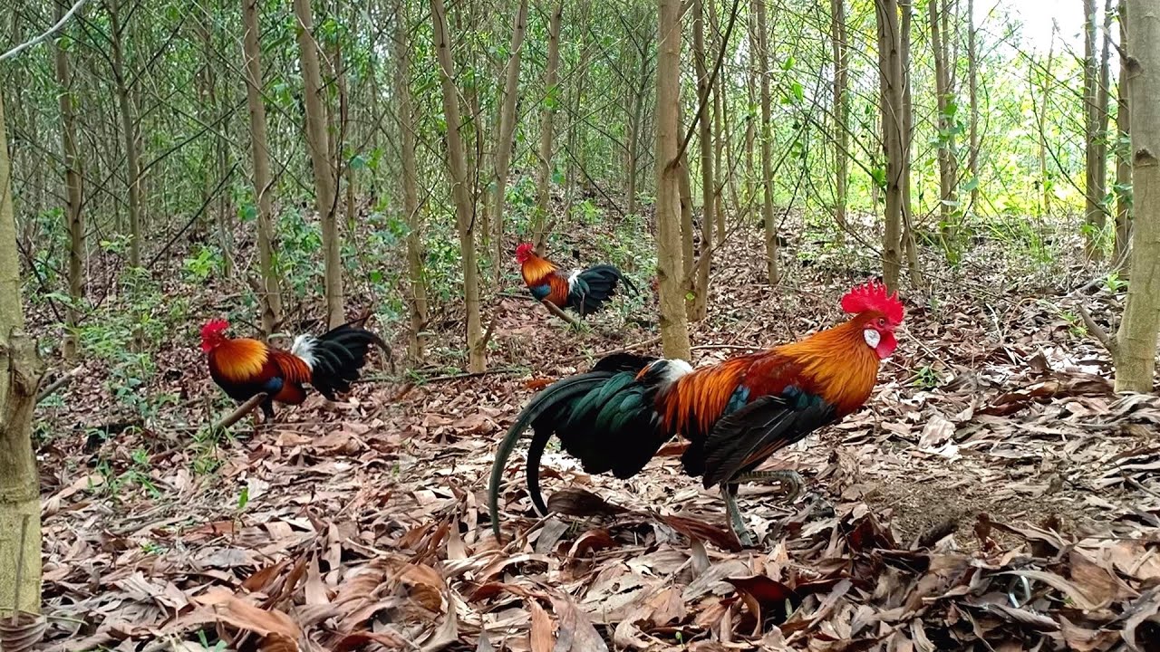 Bẫy Gà Rừng Mồi Tơ Gặp Trống Già Rừng và Cái Kết | Hoàng Thắng