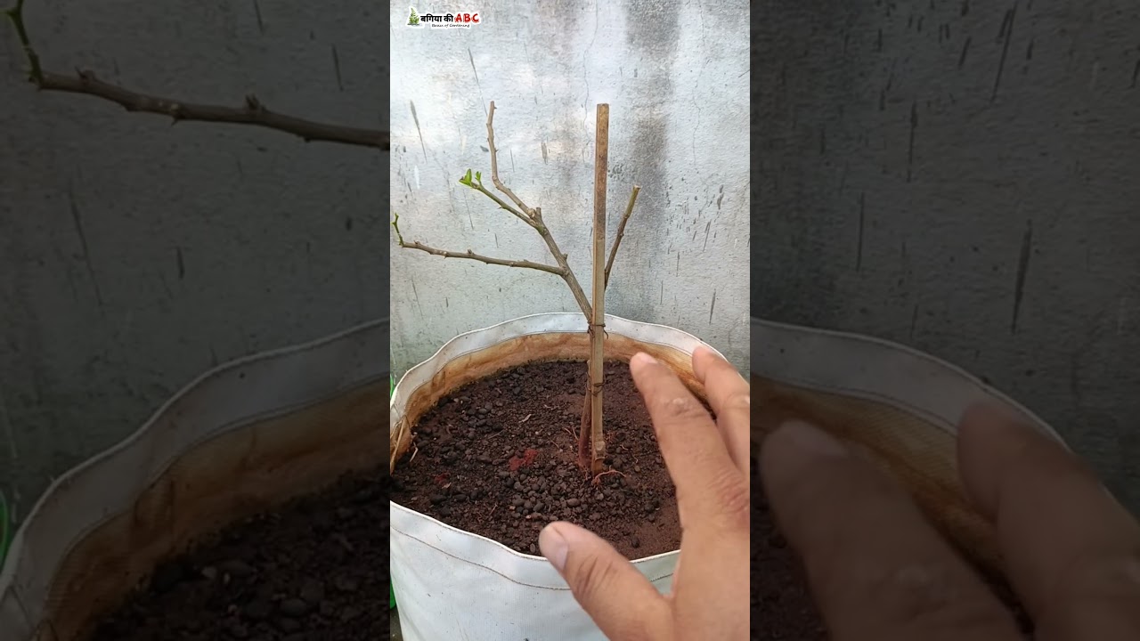 Lemon Plant Growing Problem | Lemon Plant  Care Tips