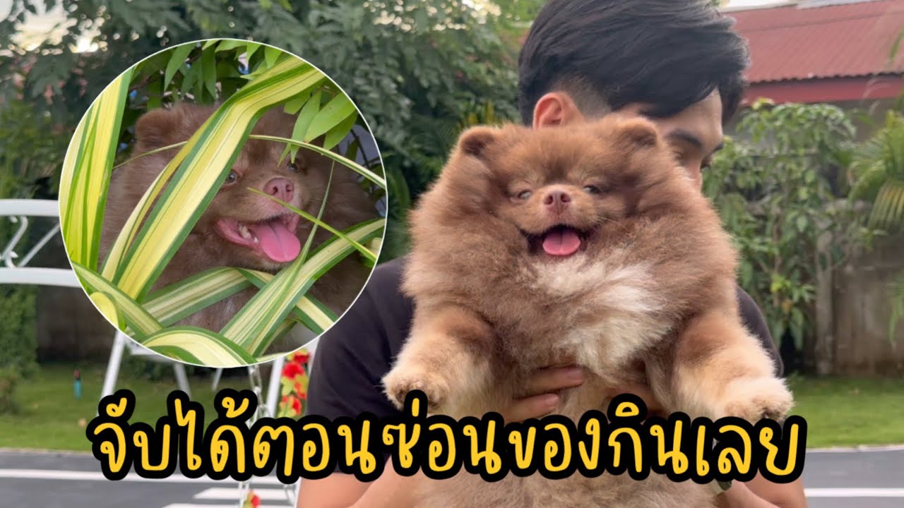 หนูอุส่าห์แอบกินแล้วทำไมพ่อยังเห็นหนูอีกอะอดกินเลย