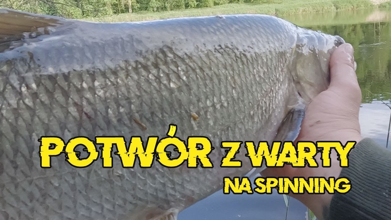 ZASKUJĄCY PRZYŁÓW NA WARCIE! - wiosenny spinning rzeczny ! Duże ryby z Warty! #BEZmapy 19