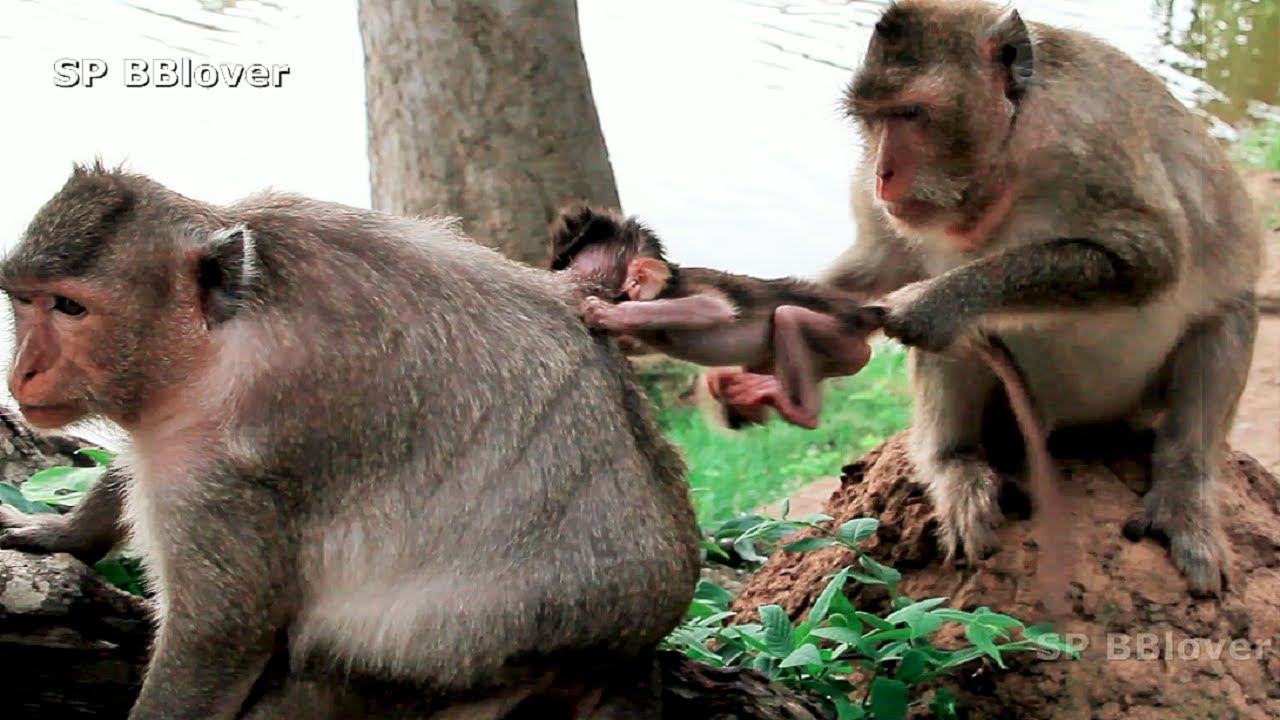 Very Bad Monkey Make Baby Cry Every Days - BBlover 22