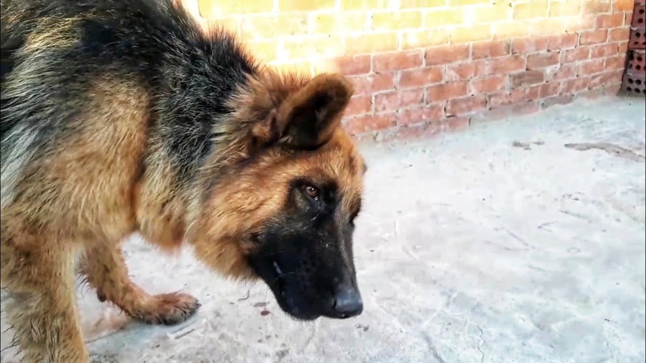 اسرار تغذية الكلاب / كيف تجعل كلبك ضخم