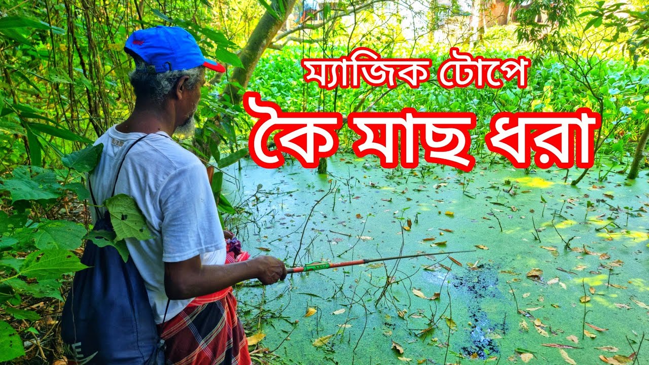 Climbing perch fish hunting | Fish Hunting | Fishing video | Hook Fishing | Fishing BD Fast Tv
