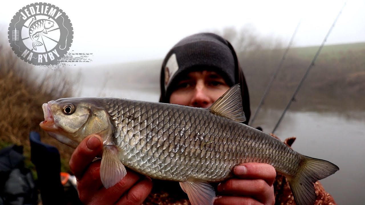Zimowy kleń - 120g w nurcie - Rzeczny feeder