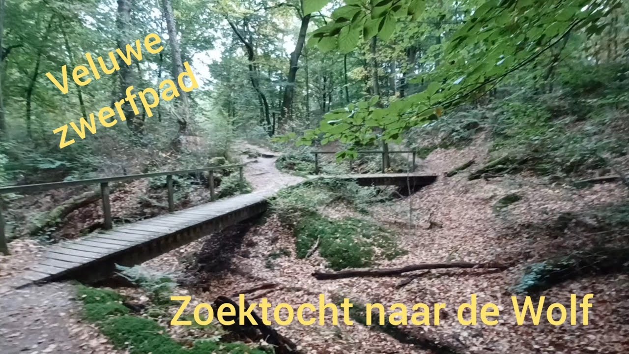 Op zoek naar de Wolf, Veluwe Zwerfpad, Wolfheze