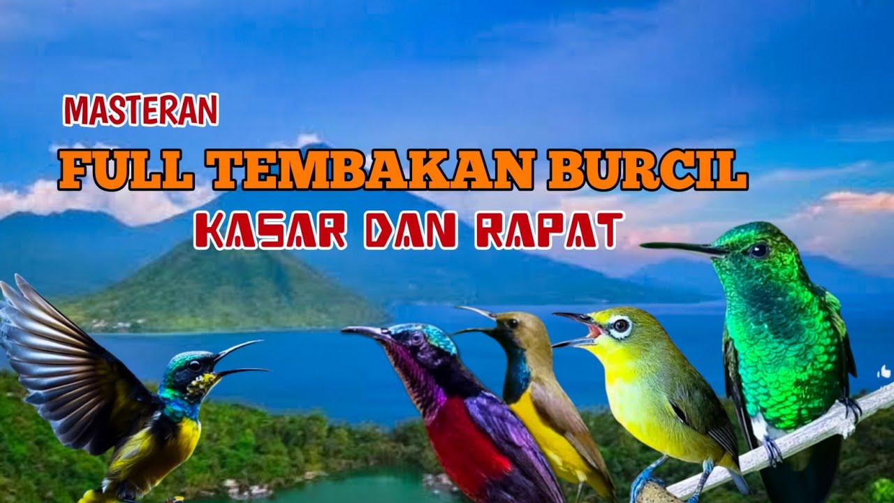Masteran Burung kecil full tembakan  kasar dan rapat ‼️materi obral abrik gantangan