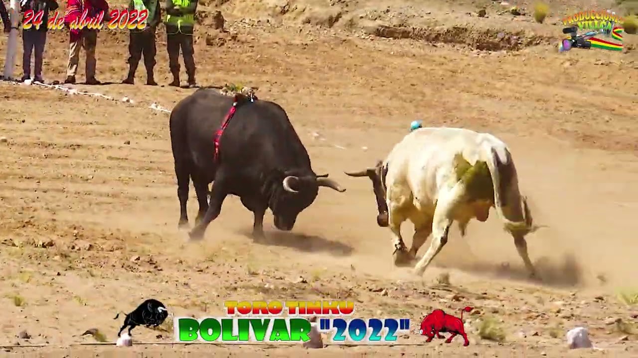Toro Tinku de municipio de Bolivar
