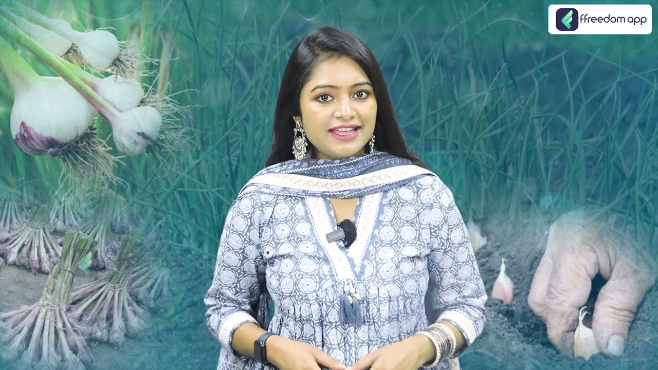Garlic Farming In Telugu - How To Start a Garlic Farming? Garlic Cultivation Process In Telugu