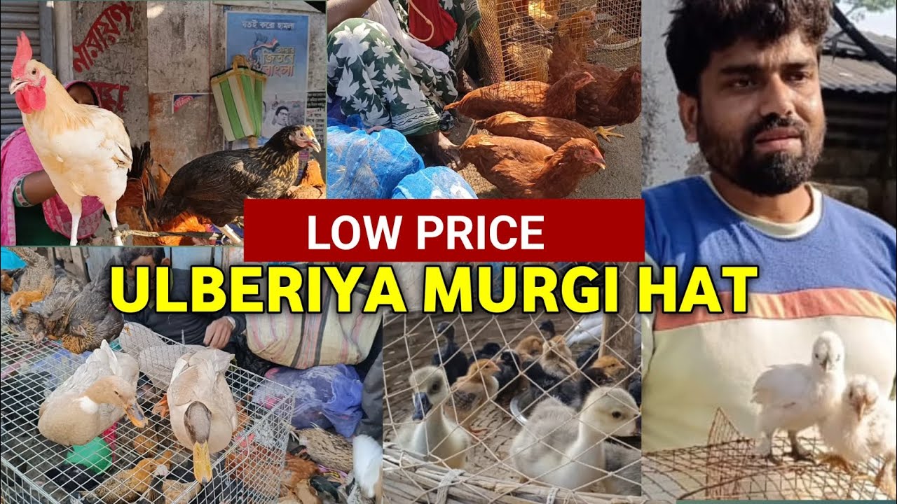 উলুবেড়িয়া মুরগি হাট | cheapest pet market in kolkata | Uluberia Murgi Market 2026