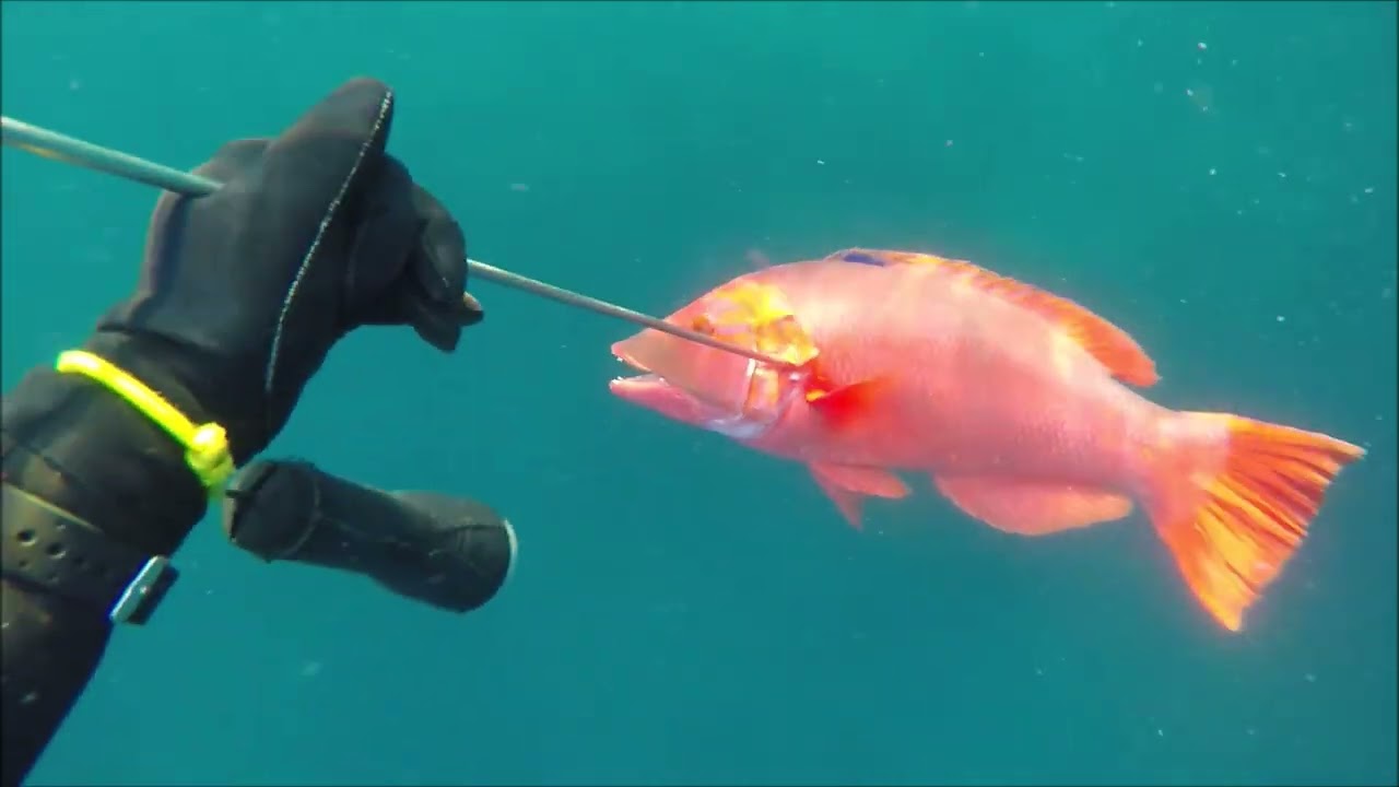 Azores spearfishing - Back in the days