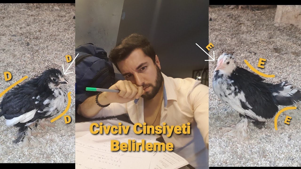 BİR AYLIK CİVCİV CİNSİYETİ NASIL ANLAŞILIR ? FARKLI FİKİRLERİ OLAN YORUMA
