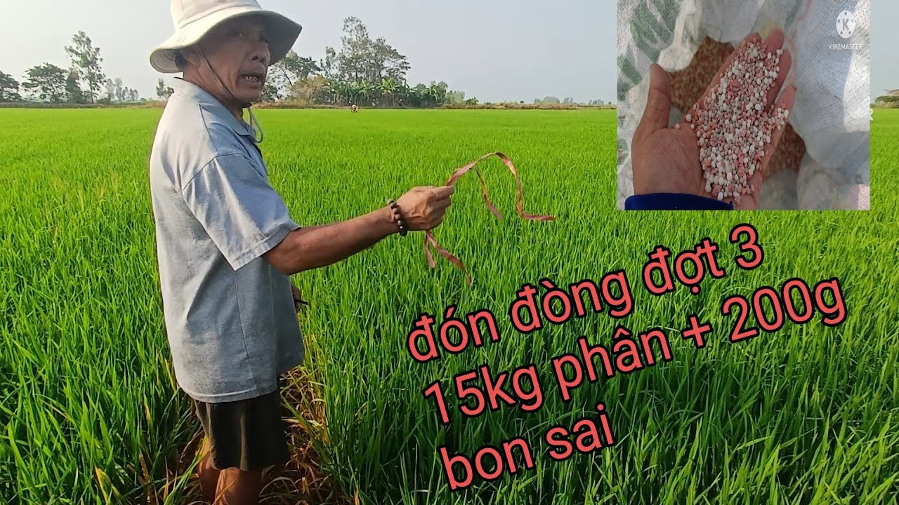 Thấy lúa quá phát vải phân đợt 3 trộm 200g bon sai 3kg lạnh 4kg cali 8kg 16.8