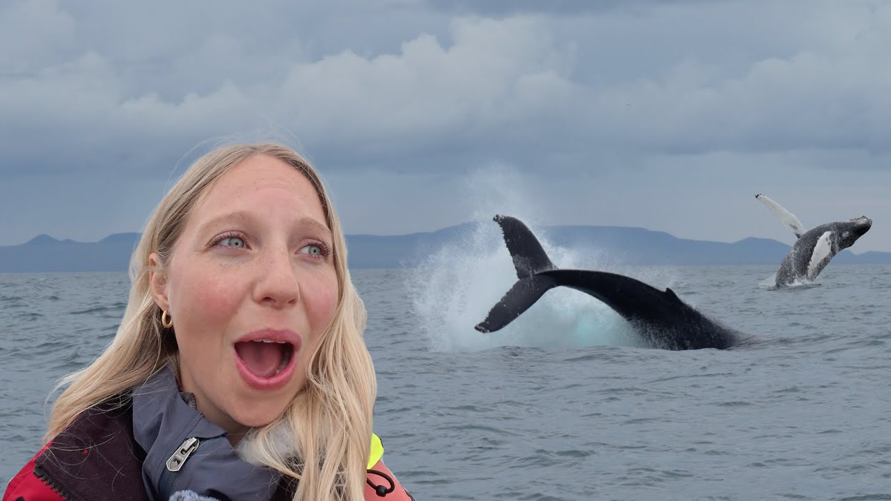 Unbelievable Humpback Whale Watching In Reykjavik, Iceland (Incredible Encounter)