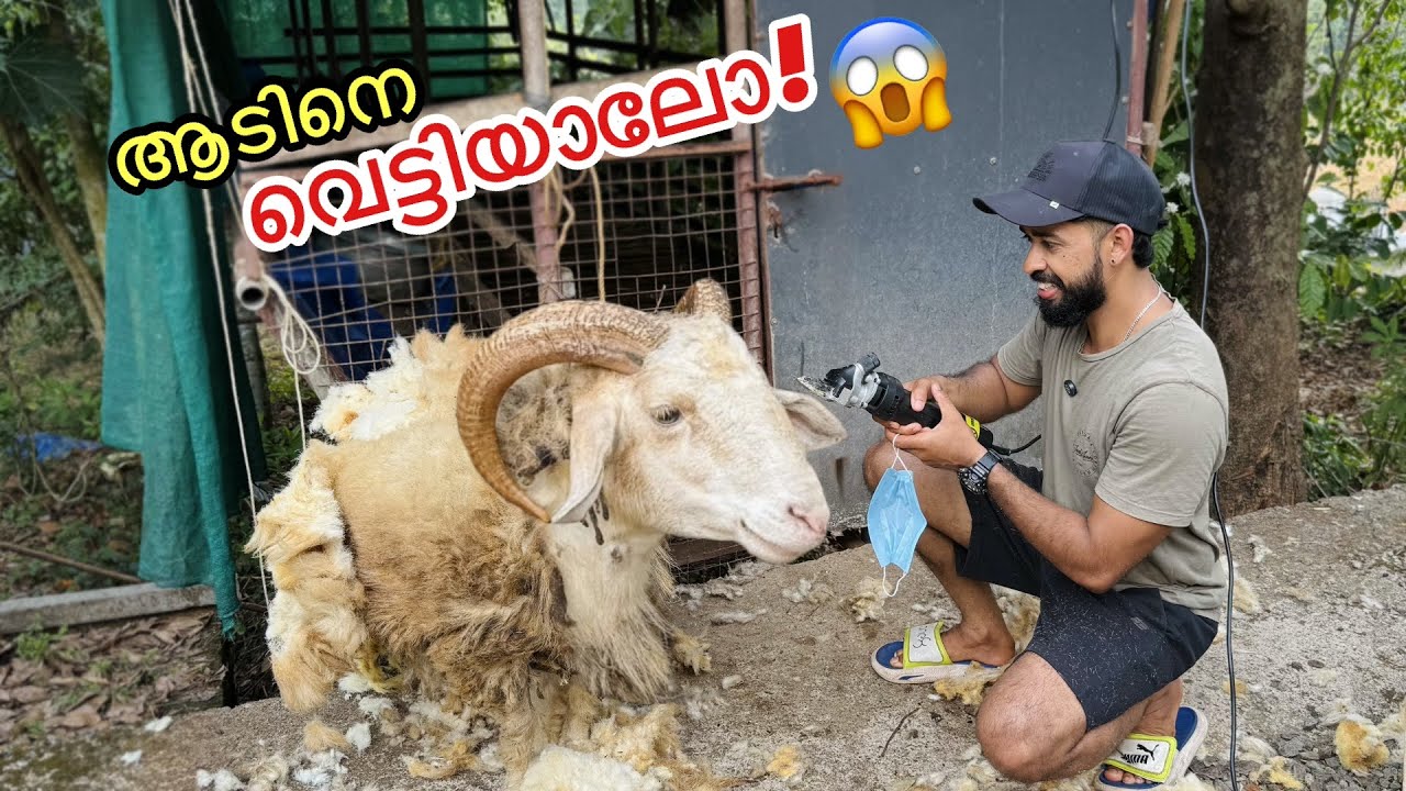 🔥 30,000/- രൂപയുടെ ആടിനെ എന്തിനാ വെട്ടിയത്?!! | Goat Growing for the FIRST TIME 😂 went WRONG