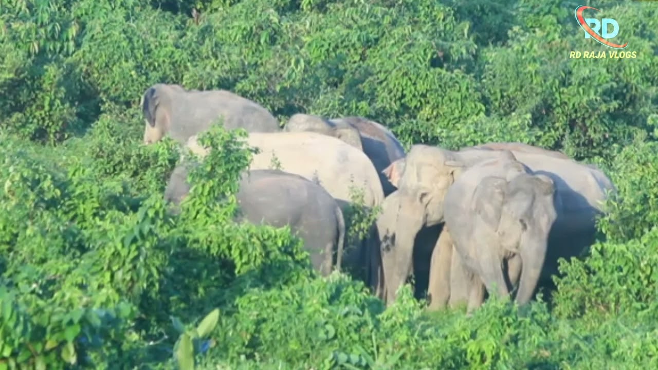 ELEPHANT VLOG VIDEO !! WILD LIFE VIDEO !! RD RAJA VLOG ❤