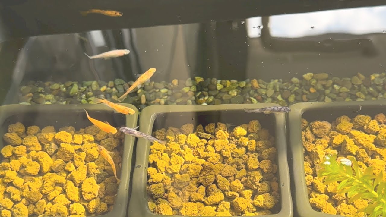 メダカベランダ飼育 春のメダ活朝のルーティン