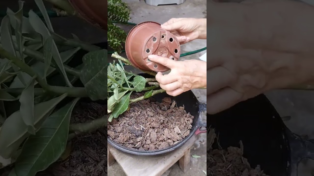 Como fazer mudas de galho da rosa do deserto #rosadodeserto