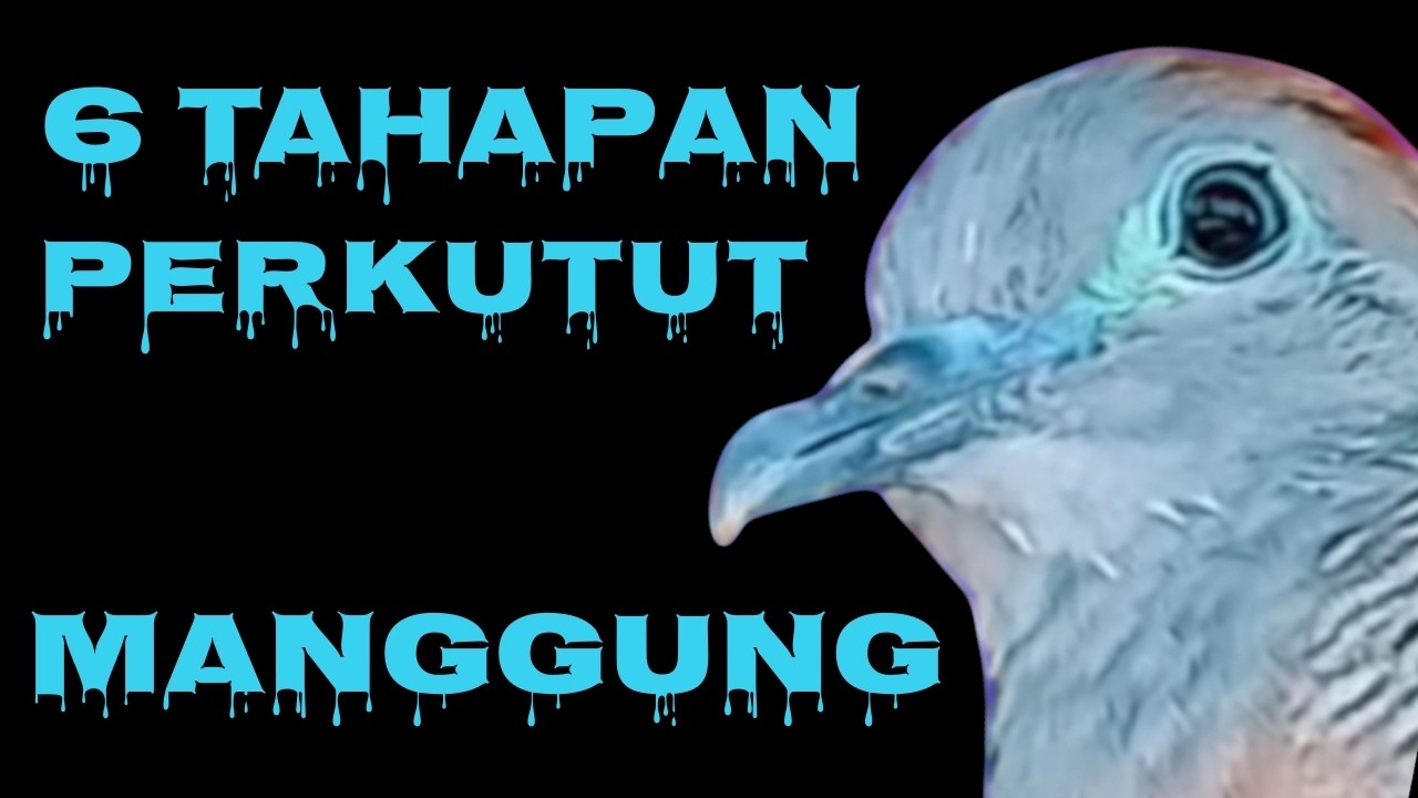 KALIAN PUNYA MIRIP NOMOR BERAPA ,,, TAHAPAN PERKUTUT MANGGUNG MULAI SUARA DASAR  SAMPAI MANGGUNG