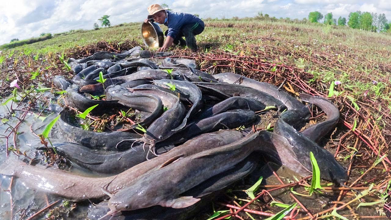 Catching Giant Catfish in the Mud by Hand to Sell at Market