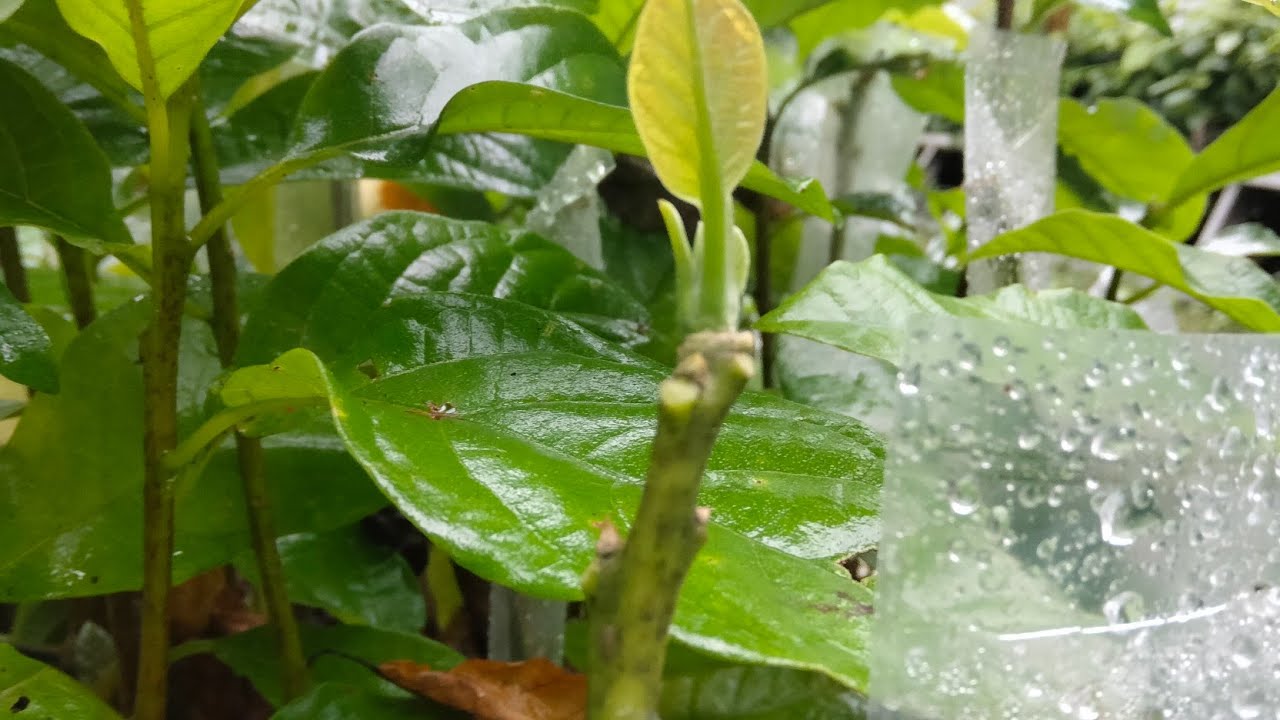 cleft grafting technique || avocado
