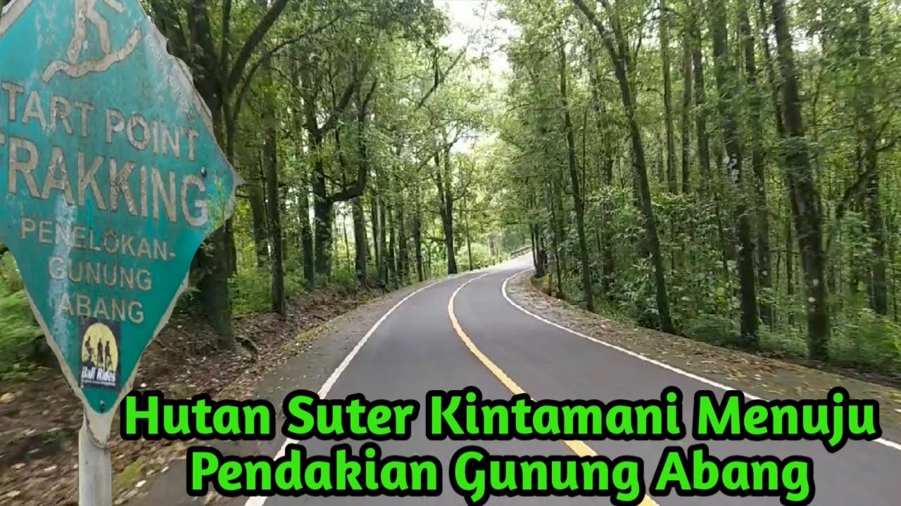 Hutan Suter Kintamani Menuju Pendakian Gunung Abang.