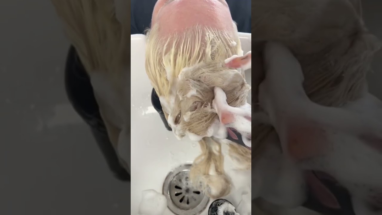 This is a CRAZY toner hack! 🤯 #hairtips #hairtutorial
