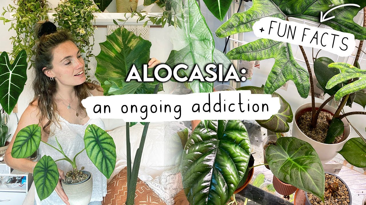 Sorry If This Makes You Buy More 😬🌱 ALOCASIA Collection Tour, Growth Updates + FUN FACTS