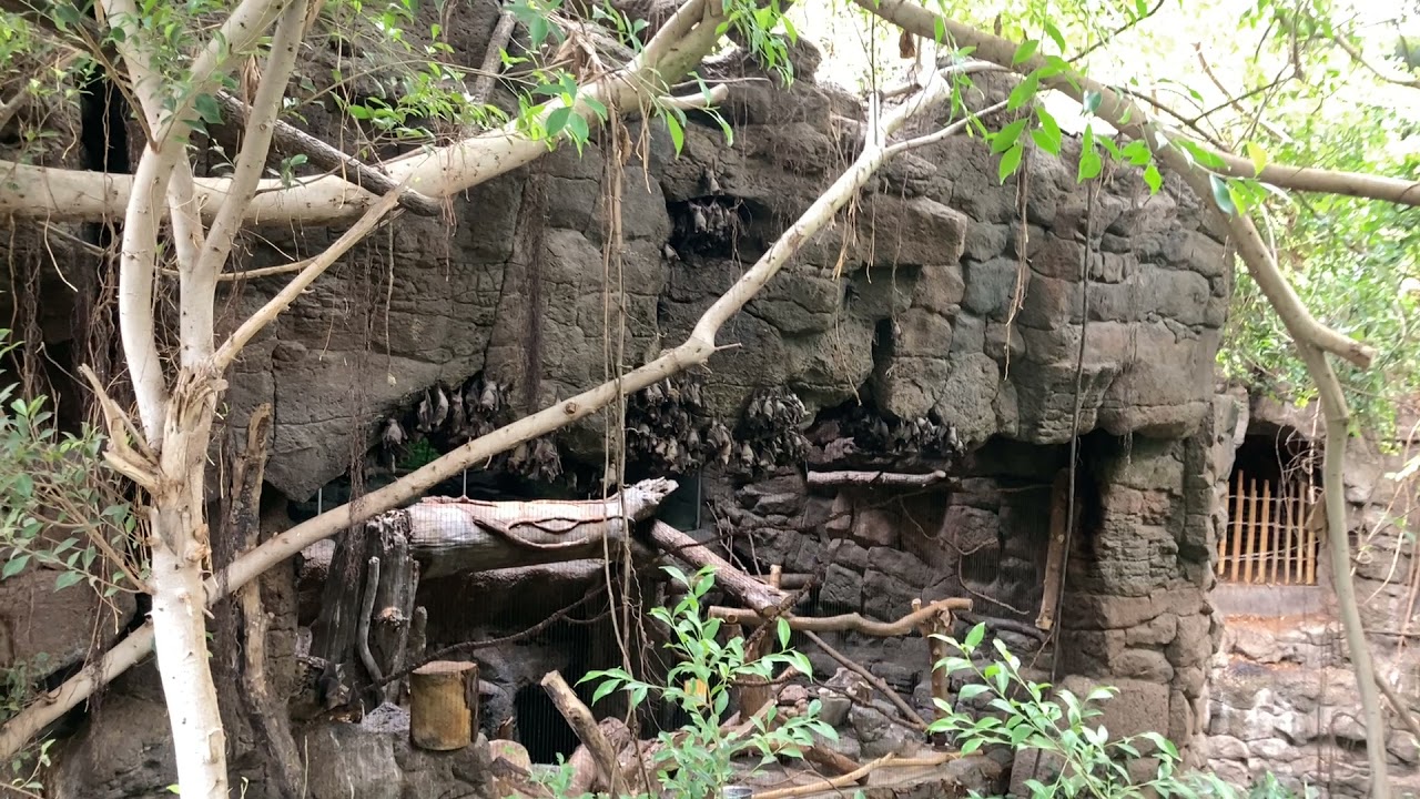 Lied Jungle Walkthrough - Omaha’s Henry Doorly Zoo