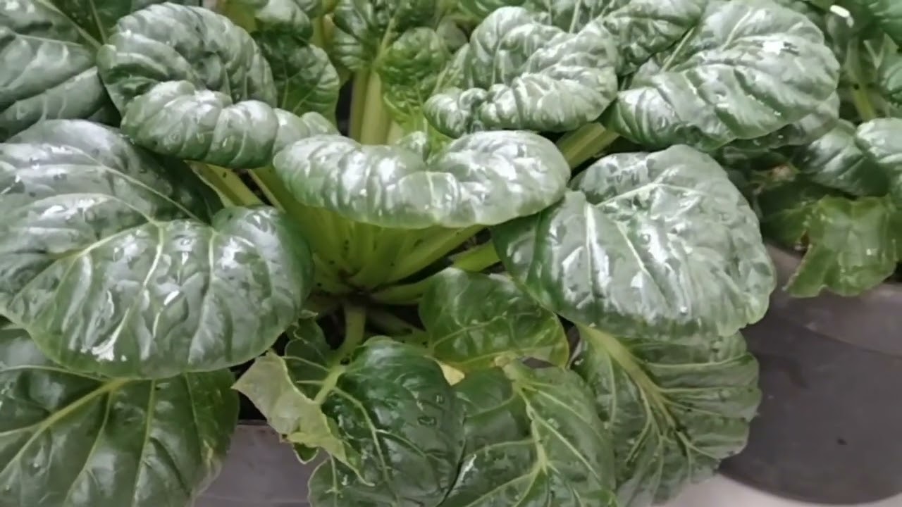 Tanam berapa jenis sawi hijau di pot kecil