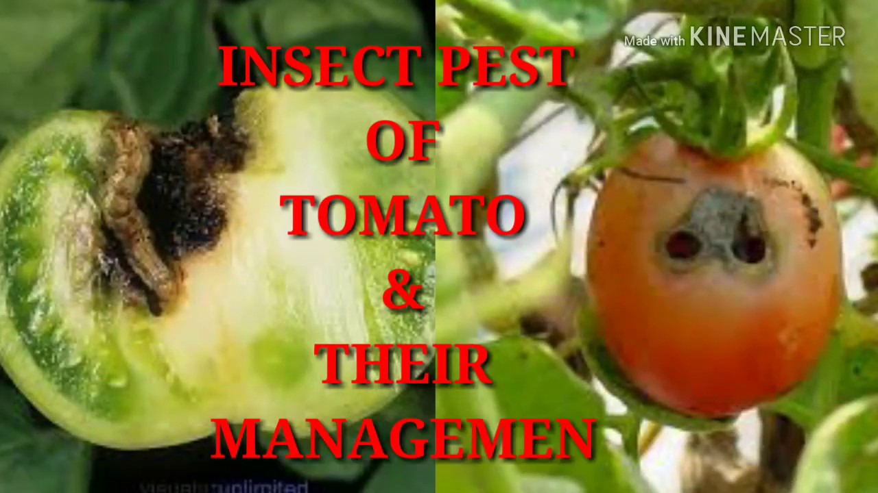 Major Insect pest of tomato and their management