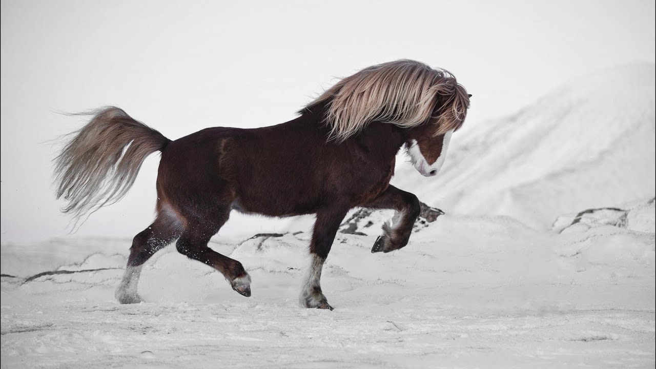 The Land of Icelandic Horse