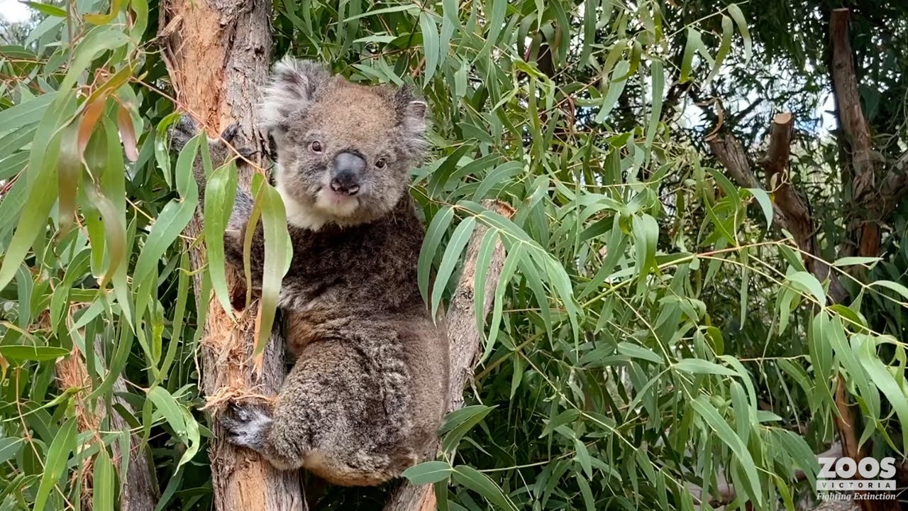 Koala Vicky is discharged from hospital