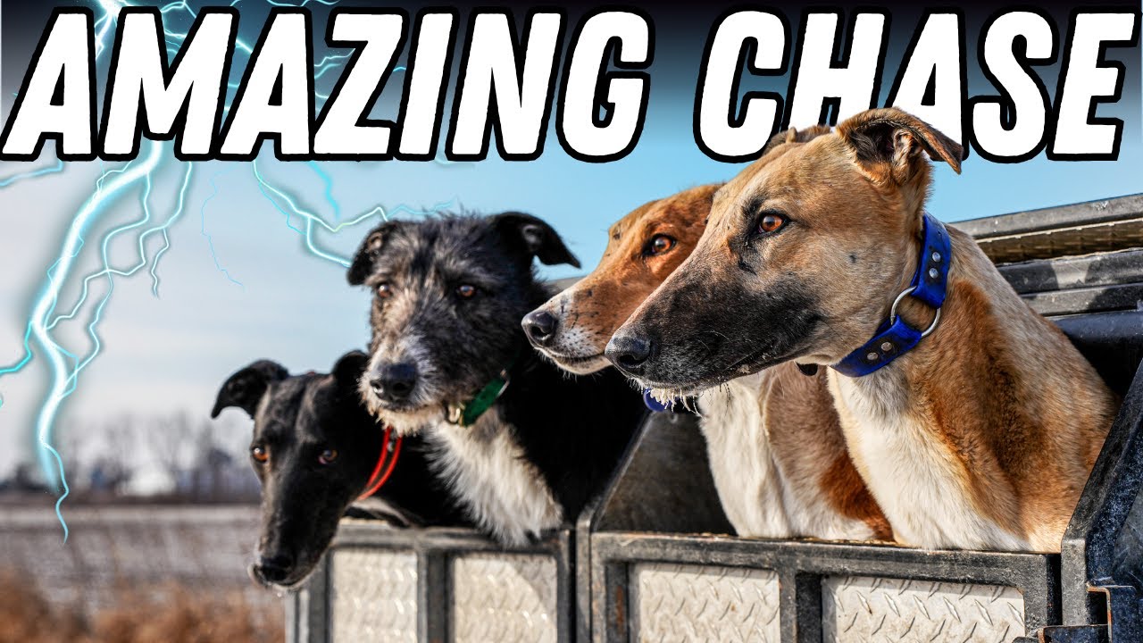 Lightning-Fast Greyhounds vs Coyotes - Epic Coyote Hunt