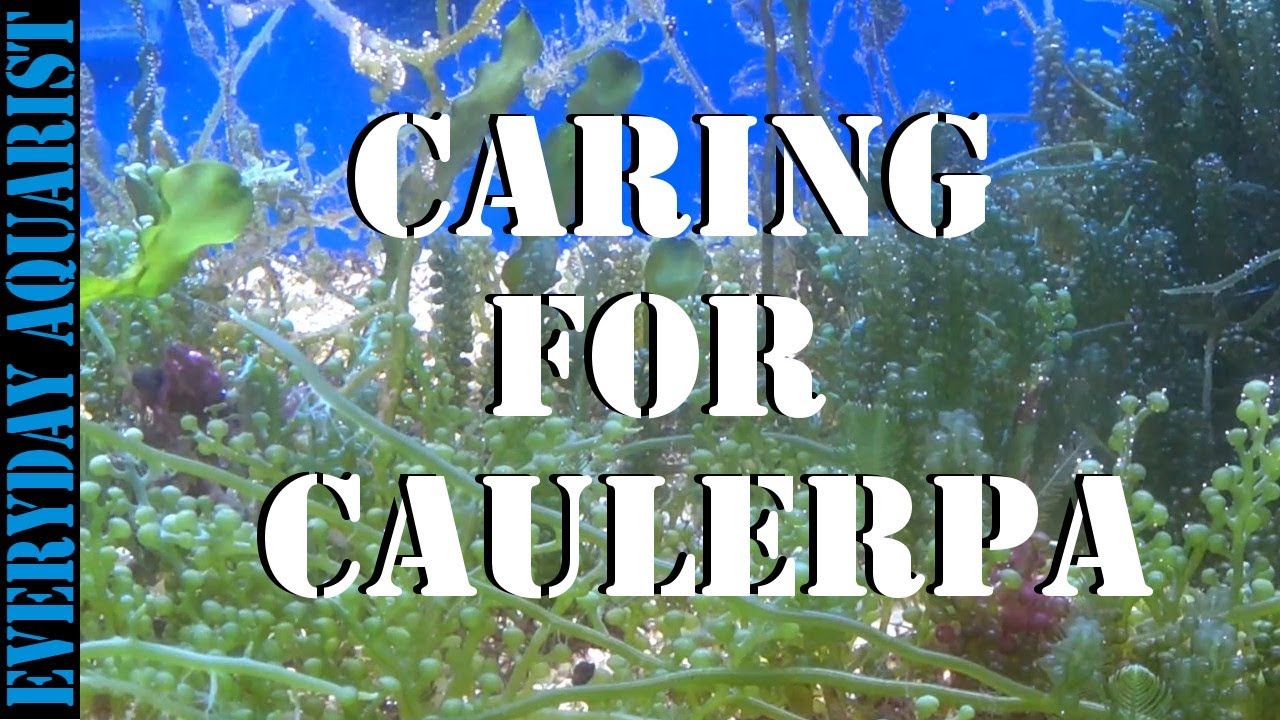 Growing Caulerpa Macro Algae in Marine Aquariums & Refugiums