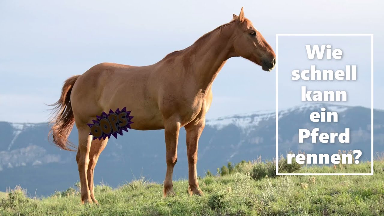 Ein bisschen Wissen... "Pferde"