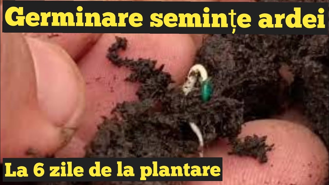 Încălzire solar pe timp de iarna / Germinare semințe / Solarii Harau