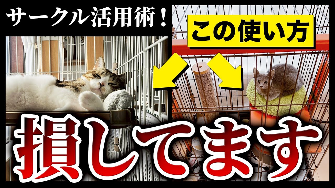 【知らなきゃ損】使わなくなったサークルのリメイク方法！しつけでも使える！プロ直伝の猫サークル活用術！