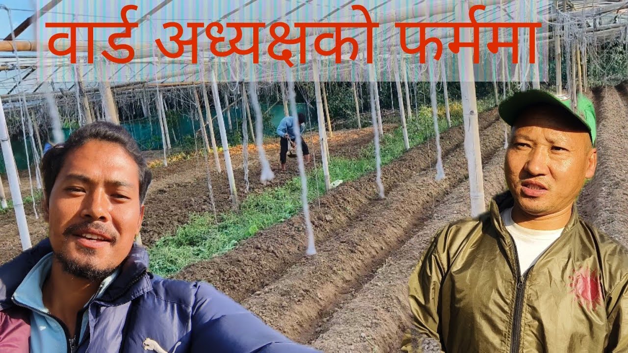 वाड अध्यक्ष ज्यू को तरकारी तथा फलफूल फर्म।
