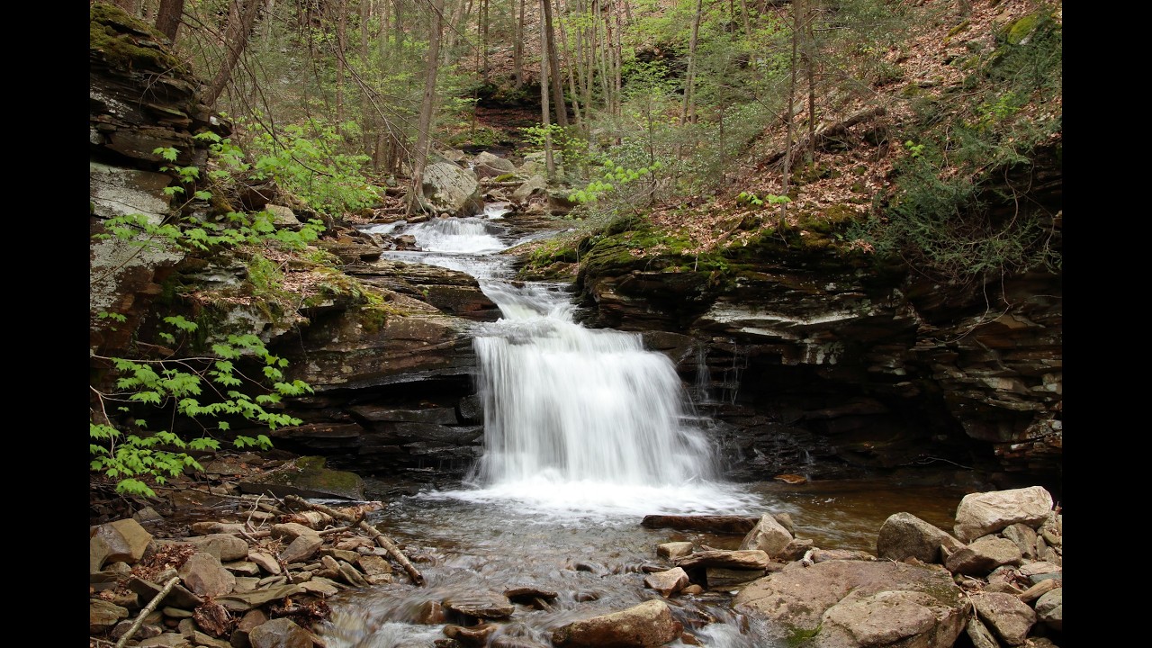 Miners Run, McIntyre Wilds - Loyalsock SF
