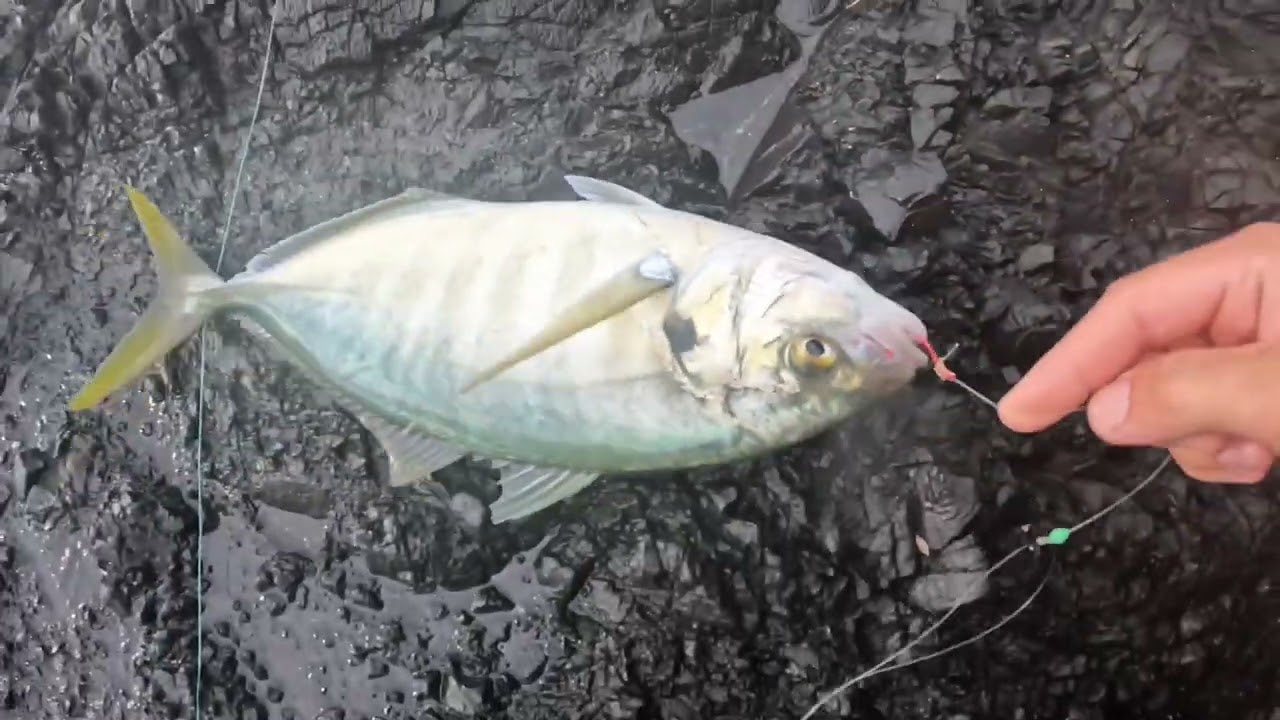 Whatipu Landbased Summer Fishing