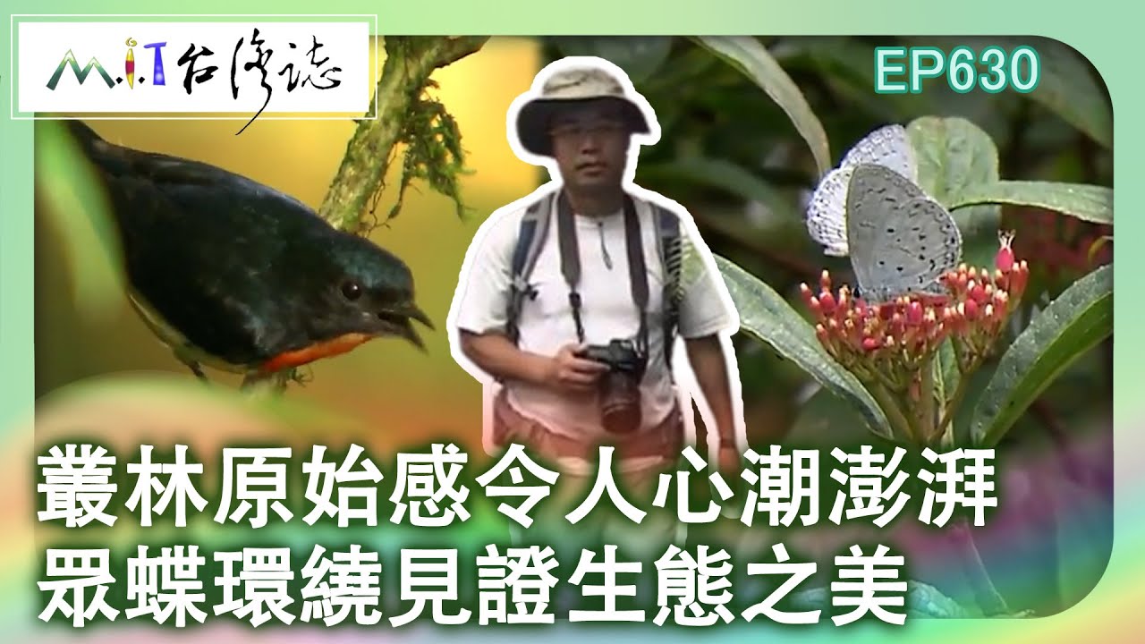 叢林原始感令人心潮澎湃　眾蝶環繞見證生態之美【MIT台灣誌 #630】巴福越嶺古道 拉拉山 夏綠林生態美_20140713 @ctvmit